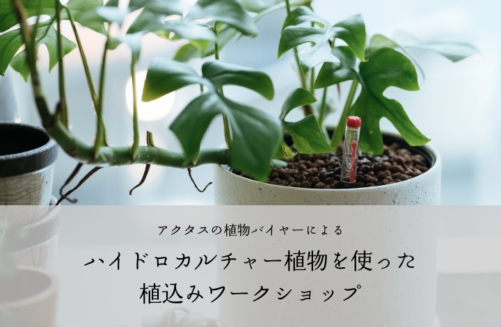 【告知！】ハイドロカルチャー植物 植込みワークショップ